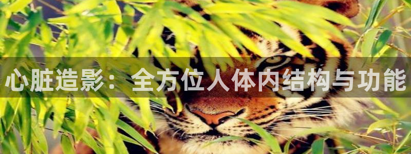 红叶影视